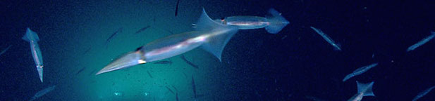 Our Deepwater Backyard: Exploring Atlantic Canyons & Seamounts